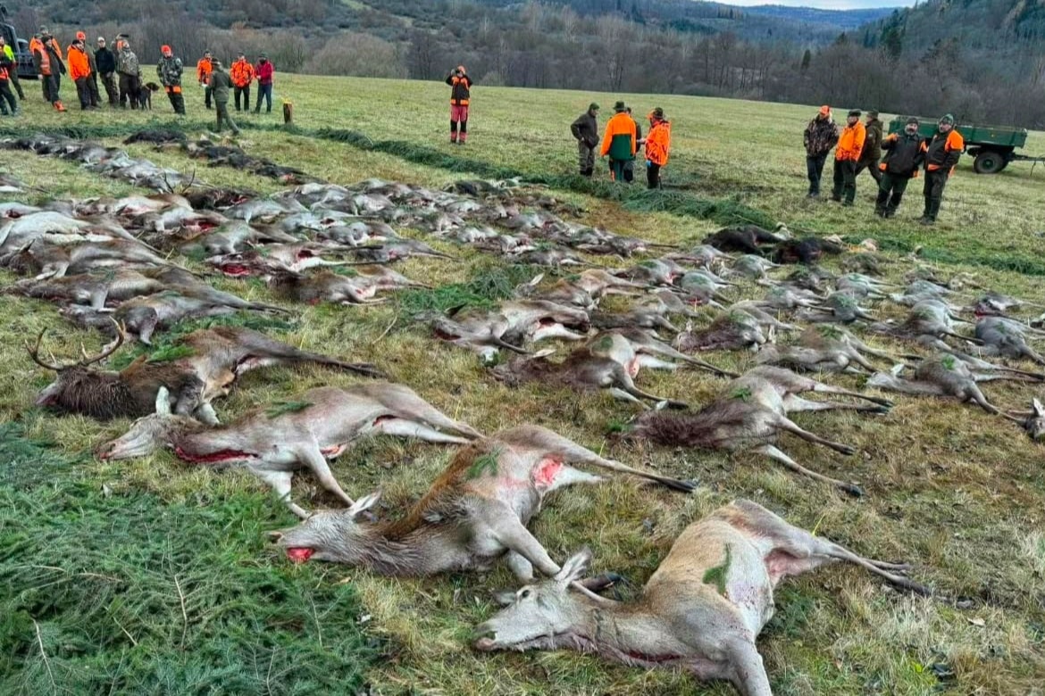 Drückjagd-Woche Tschechien | 18.–21. November 2026